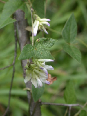 Amphicarpaea bracteata American hogpeanut.jpg