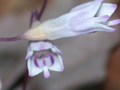Apteria aphylla nodding nixie.jpg