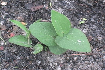Aristolochia reticulata Texas Dutchman's pipe aka snakeroot.jpg