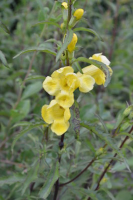 Aureolaria spp yellow false foxglove.JPG