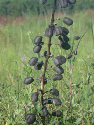 Baptisia alba white false indigo fruit.JPG