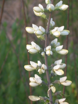 Baptisia alba white false indigo.jpg