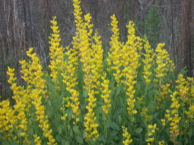 Baptisia sphaerocarpa roundfruit yellow false indigo 2.jpg