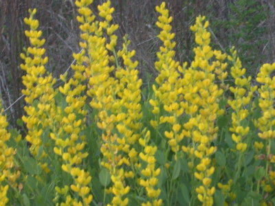 Baptisia sphaerocarpa roundfruit yellow false indigo 3.jpg
