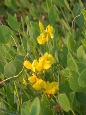 Baptisia sphaerocarpa roundfruit yellow false indigo.jpg