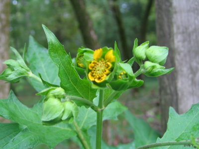 Smallanthus uvedalia bear's foot 2.jpg