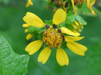 Smallanthus uvedalia bear's foot 3.jpg
