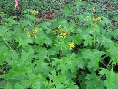 smallanthus uvedalia bear's foot.jpg