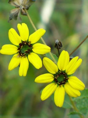 Berlandiera sp green eyes.jpg