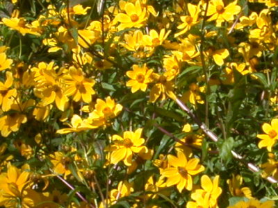 Bidens sp. tickseed 2.jpg