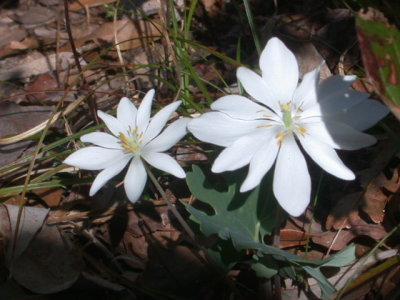 Sanguinaria canadensis bloodroot 2.jpg