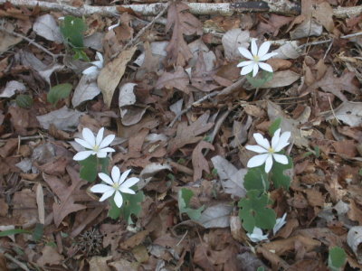 Sanguinaria canadensis bloodroot.jpg