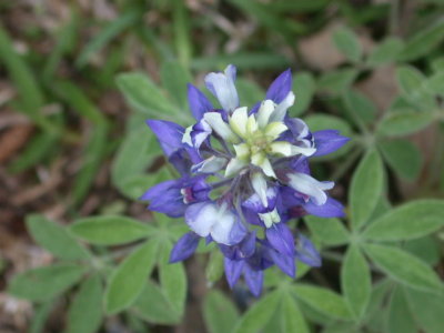 Lupinus spp bluebonnets 2.jpg