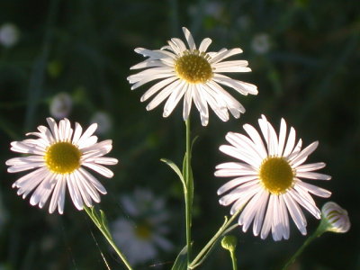 Boltonia spp doll's aster.jpg