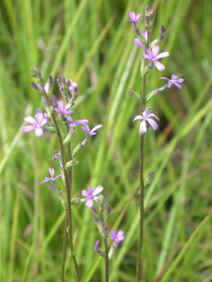 Buchnera americana blue hearts.jpg