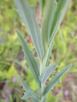 Arnoglossum (Cacalia) ovata Indian plantain leaves.jpg