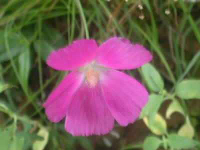 Callirhoe papaver winecup 2.jpg