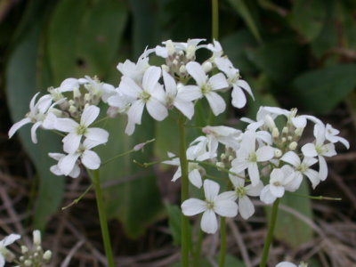 Cardamine bulbosa bulbosus wintercress 2.jpg