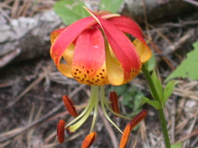 Lilium michauxii Carolina lily 2.jpg
