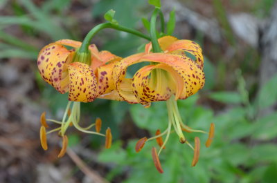 Lilium michauxii Carolina lily 4.JPG