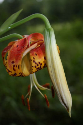Lilium michauxii Carolina lily fruit.JPG