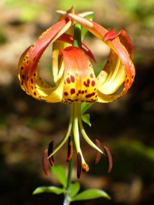 Lilium michauxii Carolina lily.jpg