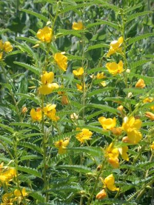 Chamaecrista fasciculata partridge pea 2.jpg
