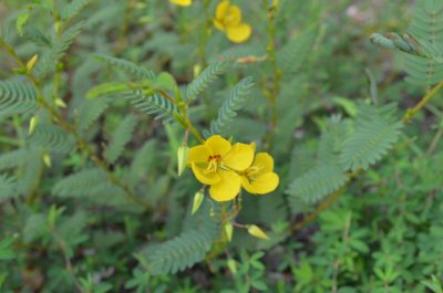 Chamaecrista fasciculata partridge pea.JPG