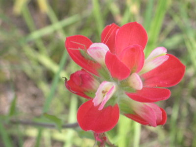 Castilleja indivisa Indian paintbrush 2.jpg