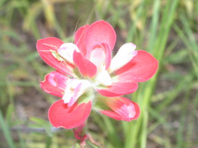 Castilleja indivisa Indian paintbrush.jpg