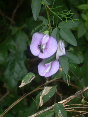 Centrosema virginiana butterfly pea 3.jpg