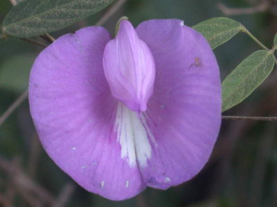 Centrosema virginiana butterfly pea 4.jpg