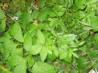 Cryptotaenia canadensis wild chervil.JPG
