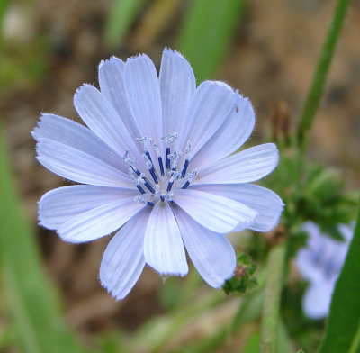 Cichorium intybus chicory.jpeg