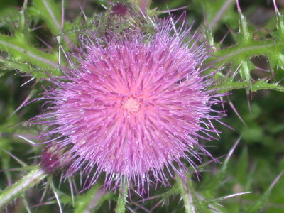 Cirsium horridulum horrid thistle 2.jpg