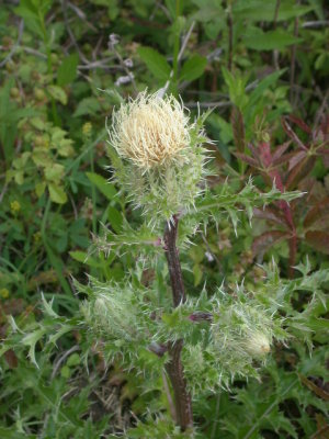 Cirsium horridulum horrid thistle.jpg