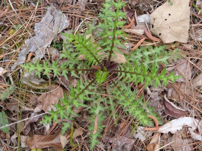 cirsium muticum swamp thistle.JPG