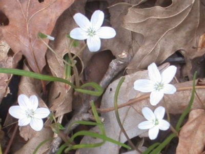 Claytonia virginica springbeauty.jpg