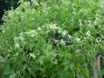 Clematis virginiana virgin's bower.JPG