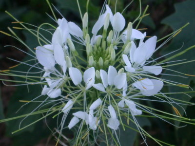 Cleome hassleriana spiderlegs.jpg