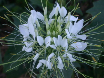 Cleome hassleriana spiderlegs.jpg