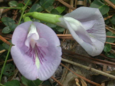 Clitoria mariana pigeon wings 2.jpg