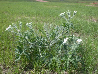 Cnidoscolus texanus bull nettle 2.jpg