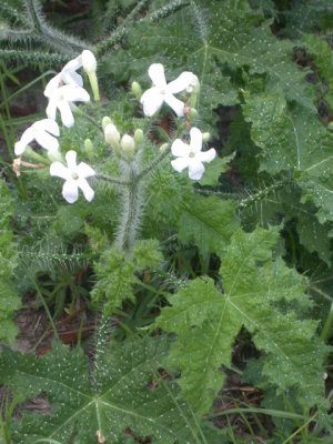 Cnidoscolus texanus bull nettle 3.jpg