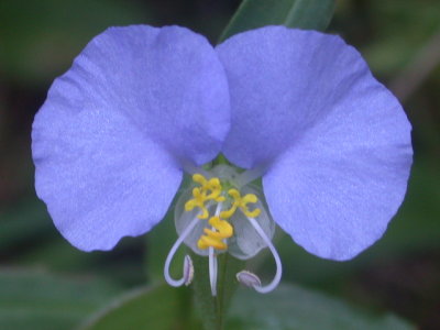 Commelina spp dayflower.jpg