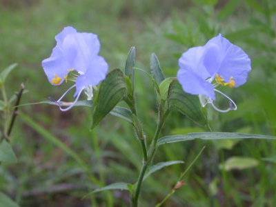 Commelina spp. dayflower 2.jpg