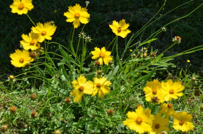 Coreopsis lanceolata lanceleaf tickseed.JPG