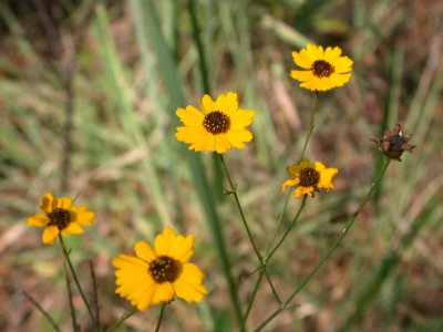 Coreopsis tinctoria golden tickseed.jpg