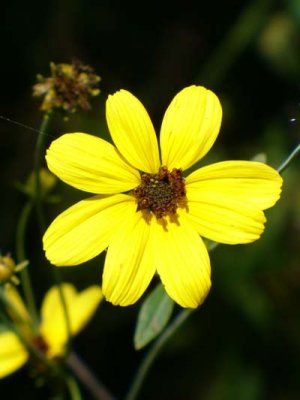 Coreopsis tripteria tall tickseed 2.jpg