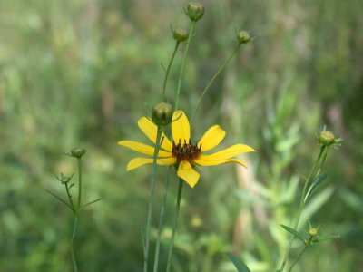 Coreopsis tripteris tall tickseed.jpg